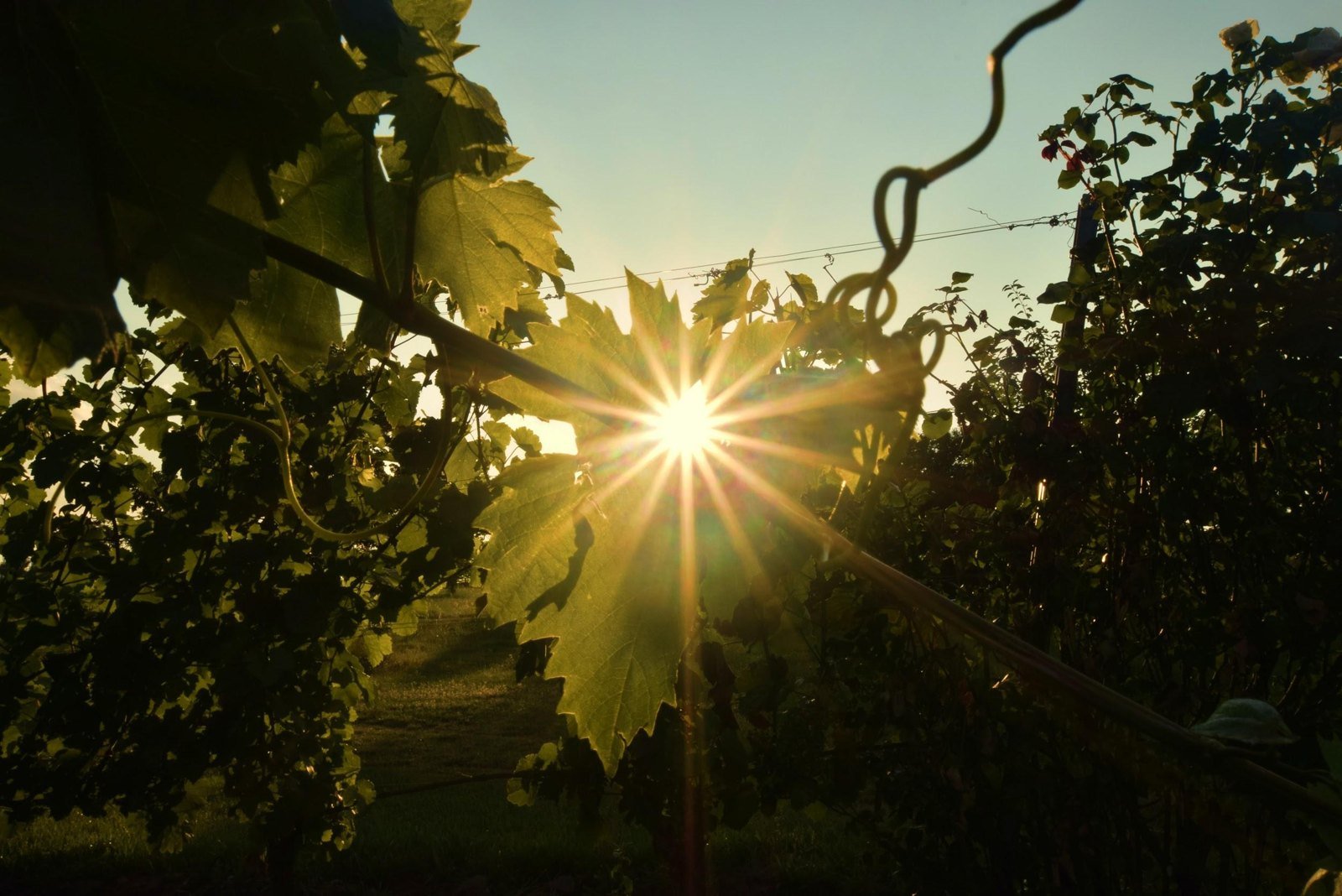 Visual reference from the Corsini treatment: warm sun passing through grape vines